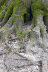 roots of a tree