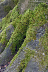 roots of tree with moss
