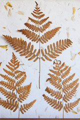 dried pressed leaves on a handmade paper bg
