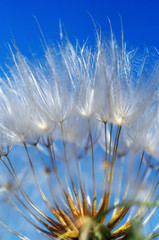 dandelion against the blue background. close-up macro