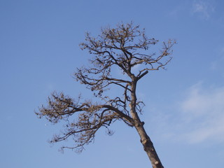 tree