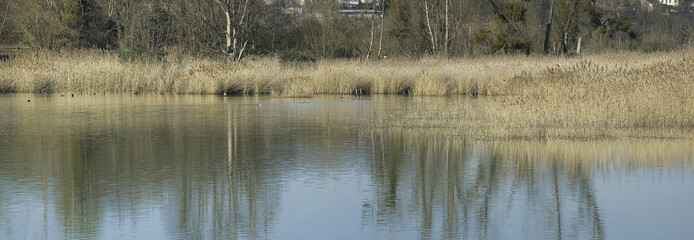 etang et marais panoramique