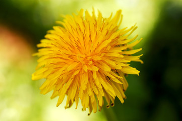 dandelion