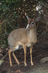 hiding kirk's dikdik