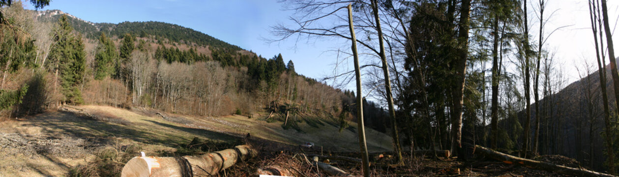 wood cut
