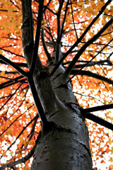 single autumn tree