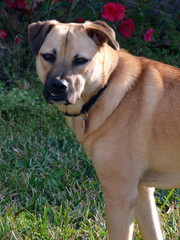 belgian malinois