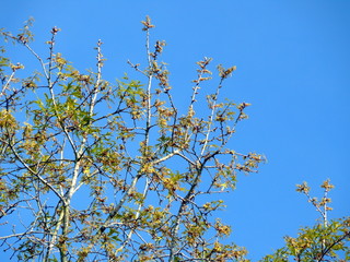 budding tree