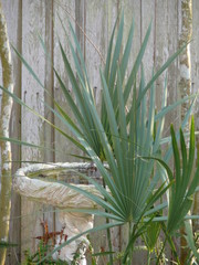 palm and birdbath