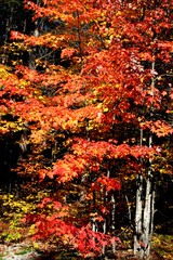 autumn trees