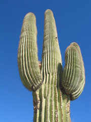 saguaro cactus