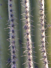 saguaro catcus