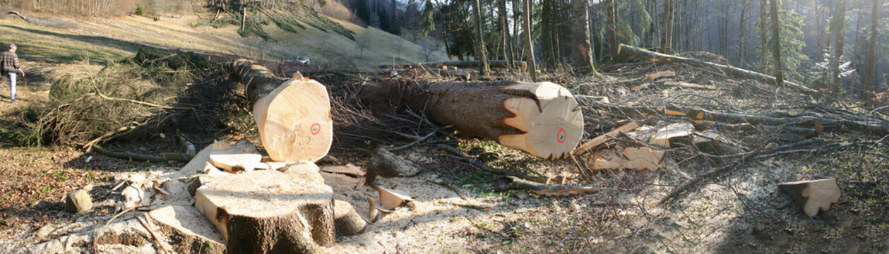 wood cut