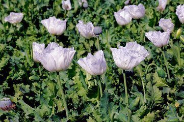 india, bijaipur: opium poppy field