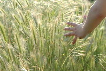 children hand into grain
