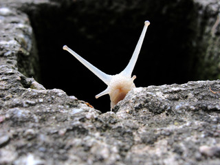 photo snail © Aleksandar Radovanov
