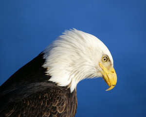 bald eagle