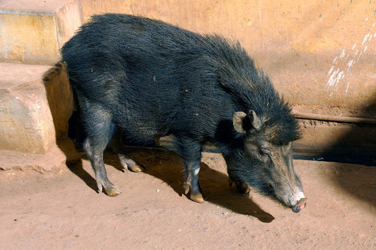 India, Bundi: Wild Boar Living In The City