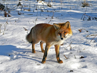 red fox 7