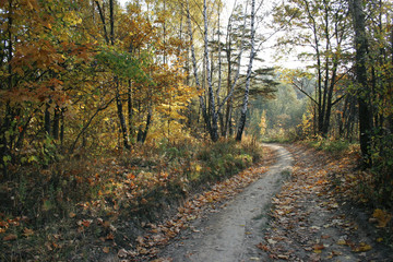 Fototapeta na wymiar timber road by autumn