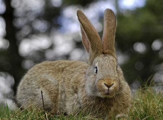 rabbit