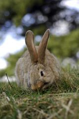 rabbit