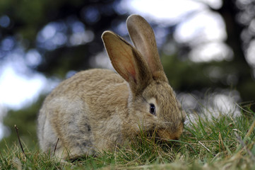 rabbit