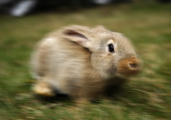 rabbit