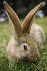 rabbit