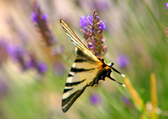 machaon sur lavande