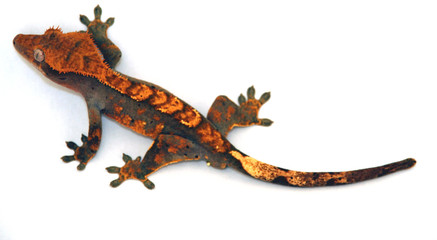cute colorful gecko lizard
