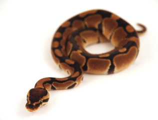 snake coiled