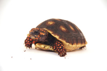 turtle hiding in shell