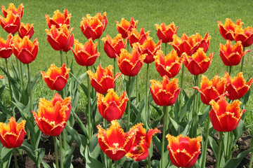 Obraz premium red tulips in the park.