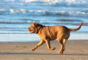 dog running on the beach