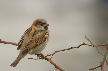 sparrow