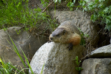 marmotte 4