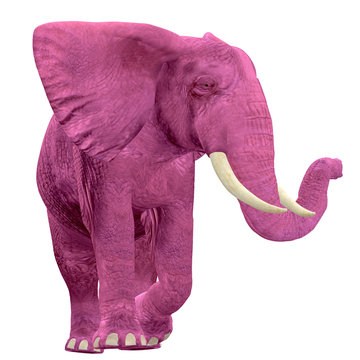 pink elephant - 03
