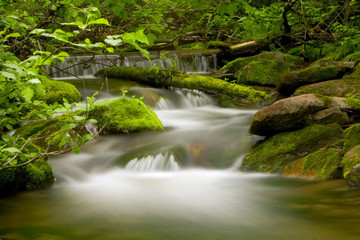 Naklejka premium rzeka w lesie
