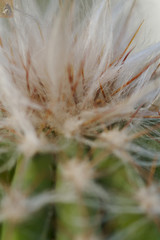 cactus bud 2