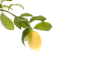 lemon growing on tree