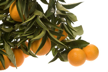 large cluster of oranges