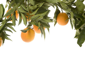 overhanging branch of oranges