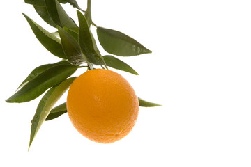 orane hanging in corner of frame