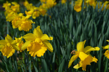 Obraz premium jonquilles