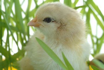 chicken