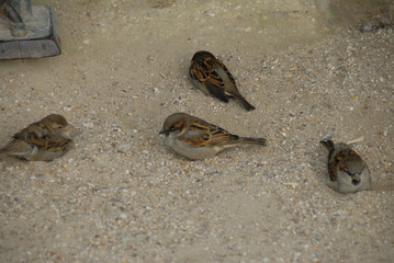 sparrows