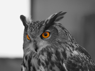 owl