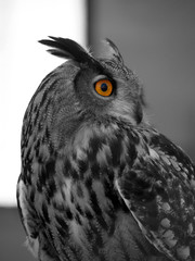 owl