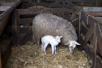 just born lamb with mother